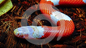 Albino The milk snake or milksnake (Lampropeltis triangulum