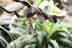 Albino Milk Snake, Albino Tangerine Honduran Milk Snake, also called Lampropeltis triangulum hondurensis, in Vietnam photo