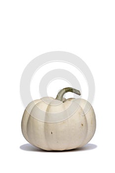 Albino Mini Pumpkin