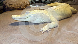 Albino Mississippian Alligator photo