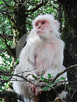 Albino Monkey from Manali & x28;Himachal& x29;