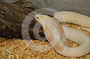 Albino Monocellate Cobra (Naja kaouthia)