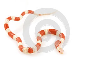 Albino Nelsonï¿½s Milk Snake