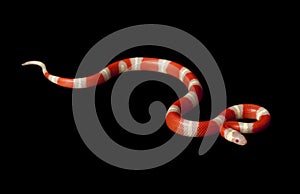 Albino NelsonÃ¯Â¿Â½s Milksnake