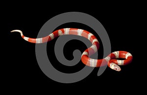 Albino Nelsonï¿½s Milksnake