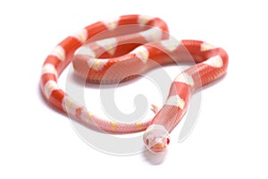 Albino Nelson`s milksnake,Lampropeltis triangulum nelsoni photo