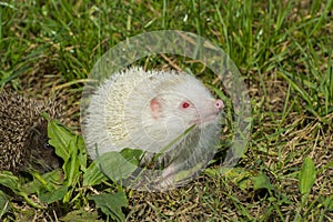 Albino northern white-breasted hedgehog (Erinaceus roumanicus)