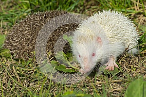 Albino northern white-breasted hedgehog (Erinaceus roumanicus)