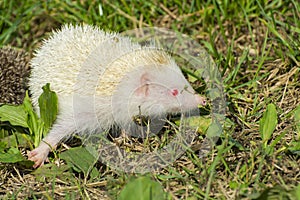 Albino northern white-breasted hedgehog (Erinaceus roumanicus)