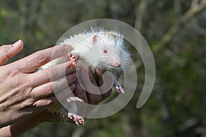 Albino northern white-breasted hedgehog (Erinaceus roumanicus)