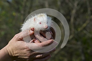 Albino northern white-breasted hedgehog (Erinaceus roumanicus)