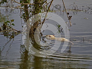 an albino Nutria is an invasive species in Europe