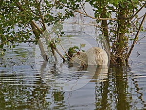 an albino Nutria is an invasive species in Europe