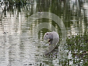 an albino Nutria is an invasive species in Europe