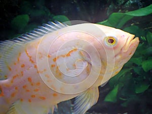 Albino oscar