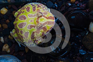 Albino Pac-Man Frog, Horned Frog (Ceratophrys ornata)