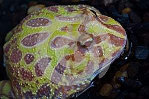 Albino Pac-Man Frog, Horned Frog (Ceratophrys ornata)