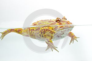 Albino Pac-Man Frog, Horned Frog (Ceratophrys ornata)