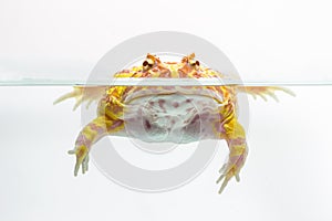 Albino Pac-Man Frog, Horned Frog (Ceratophrys ornata) photo