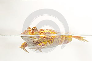 Albino Pac-Man Frog, Horned Frog (Ceratophrys ornata) photo