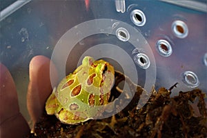 albino pacman frog, in a shelter bale