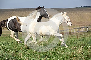 Albino and paint horse running