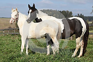 Albino and paint horse together