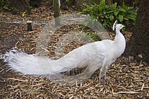 Albino Peacock photo