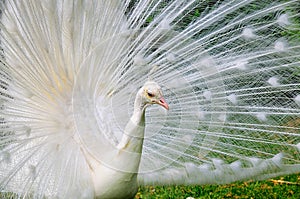 Albino Peacock