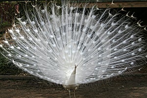 Albino peacock photo