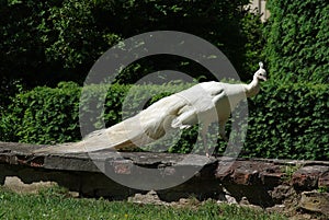 The albino peacock in chateauÂ´s garden