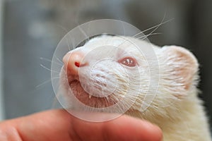 Albino pet ferret being petted in the lap