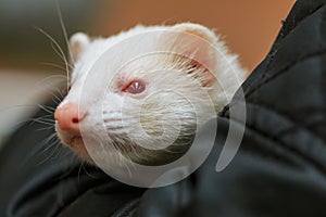 Albino pet ferret being petted in the lap