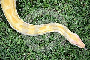 Albino phyton