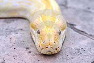 Albino phyton head