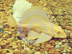 Albino plecostomus in fish tank photo