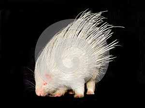 Albino porcupine isolated