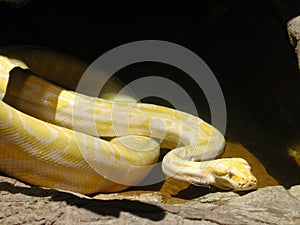 Albino Python