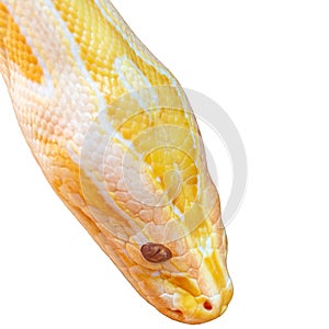 Albino python isolated on white