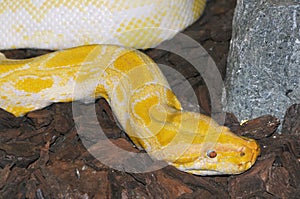 Albino python molurus