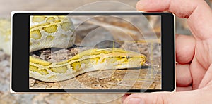 The albino Python molurus snake is a large non-venomous python.