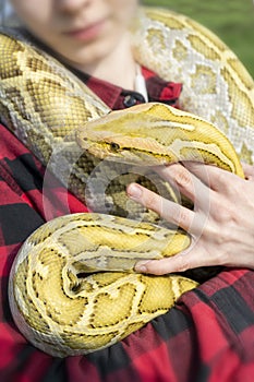 The albino Python molurus snake is a large non-venomous python.