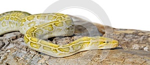The albino Python molurus snake is a large non-venomous python.
