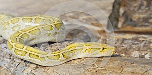The albino Python molurus snake is a large non-venomous python.
