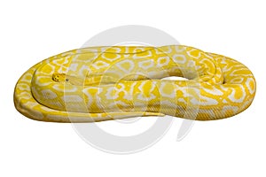 Albino python over white