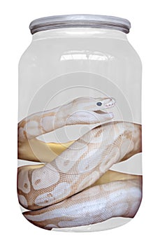 Isolated Preserved Snake Specimen