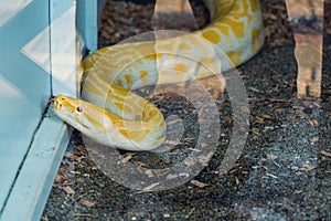 Albino python snake is behind a infrangible glass in a zoo park, close up