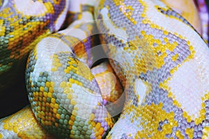 Albino python snake skin texture background close up