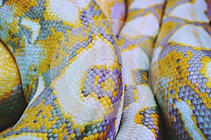 Albino python snake skin texture background close up