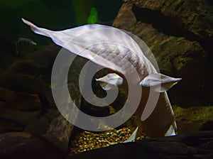 Albino Queensland Lungfish swimming away